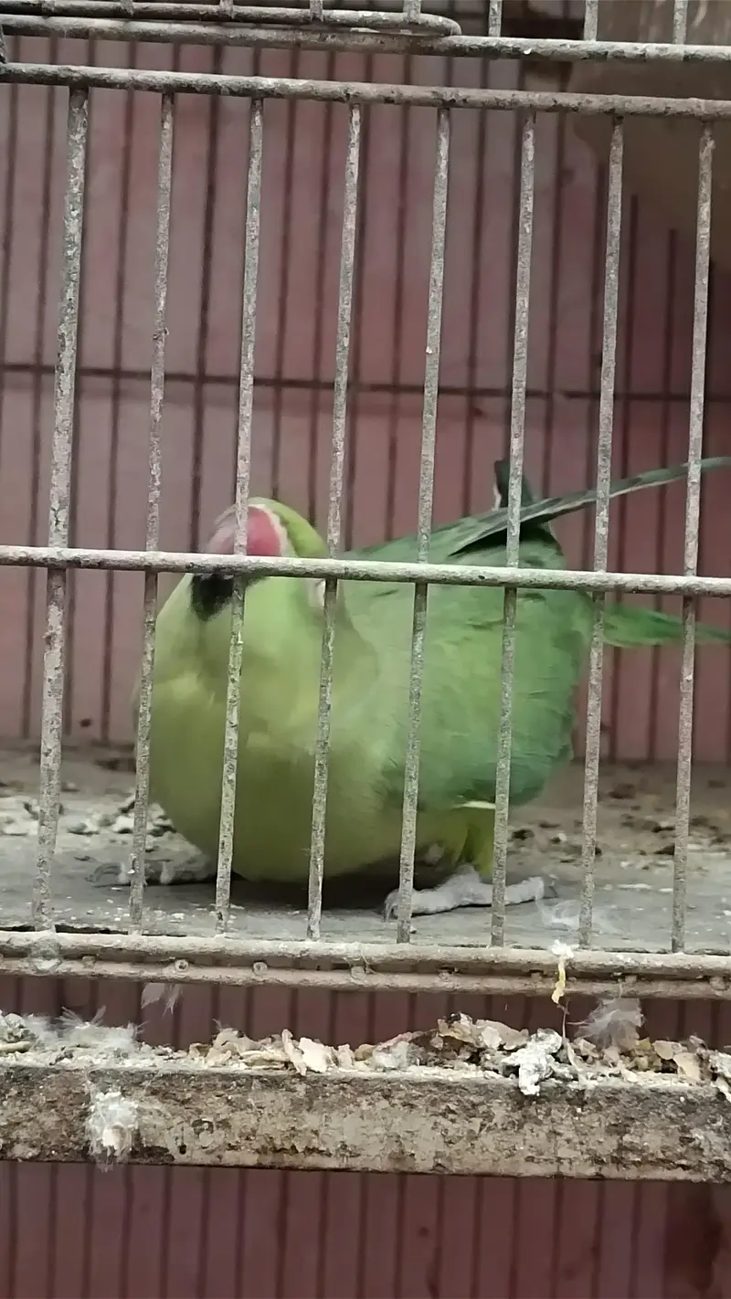 green ringneck pair for sale female hand tame h or baten bhi krti h — photo 2