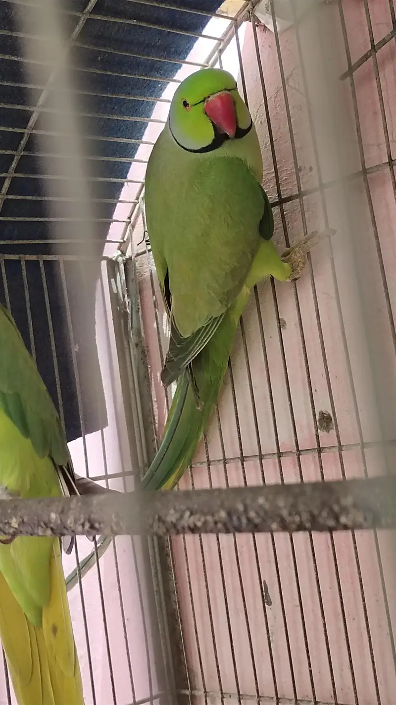 green ringneck pair for sale female hand tame h or baten bhi krti h — photo 3