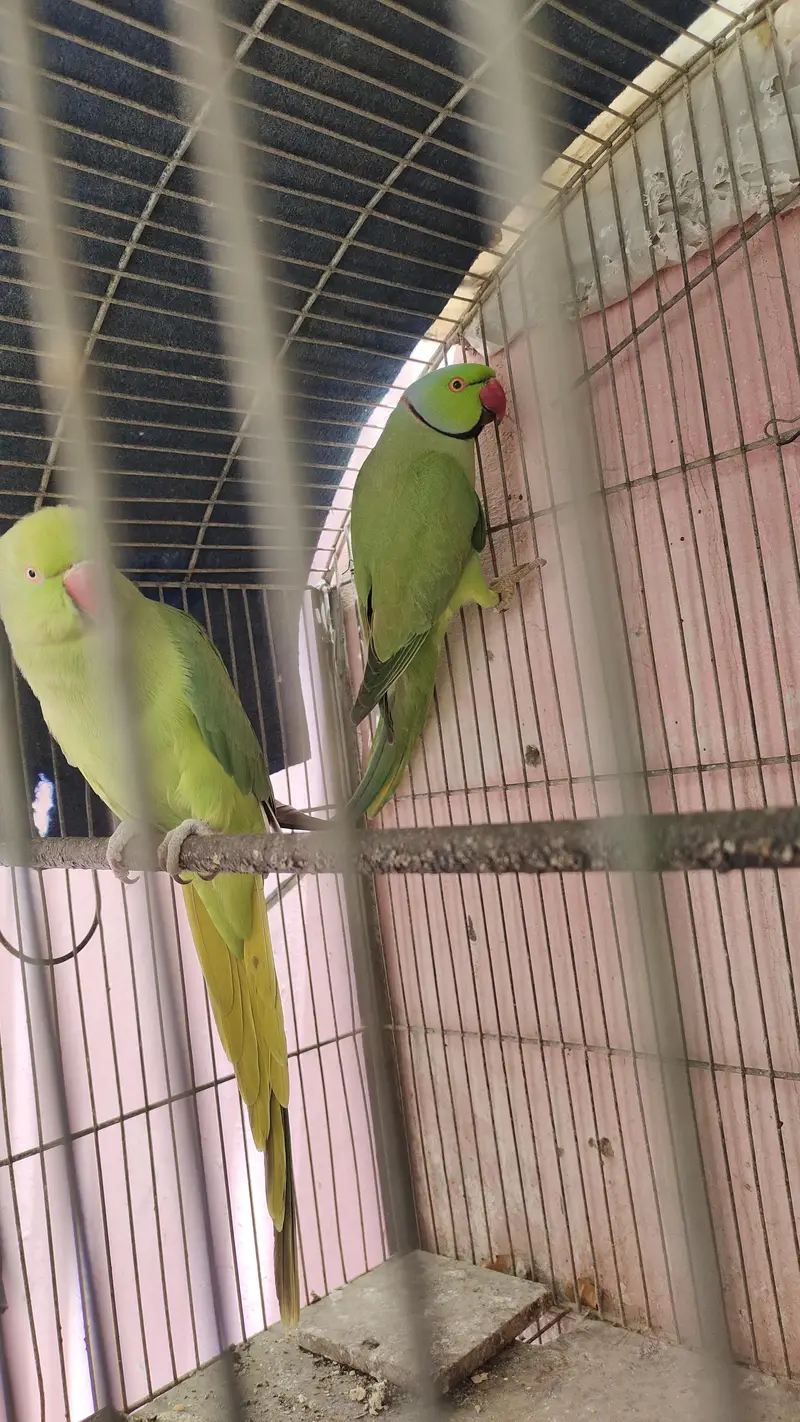 green ringneck pair for sale female hand tame h or baten bhi krti h — photo 4