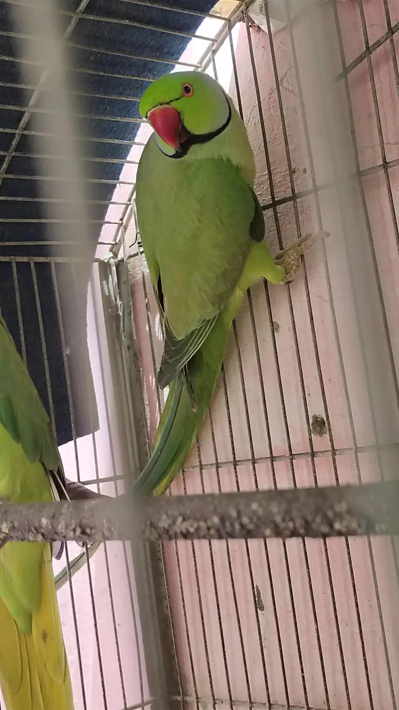 green ringneck pair for sale female hand tame h or baten bhi krti h — photo 5