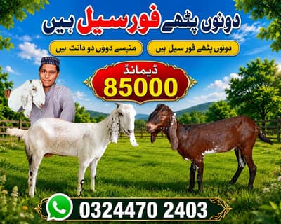 donon bakriyan fatehpur se munh se do dant