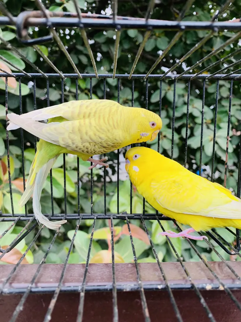 Australian Red Eyes Pair — photo 4