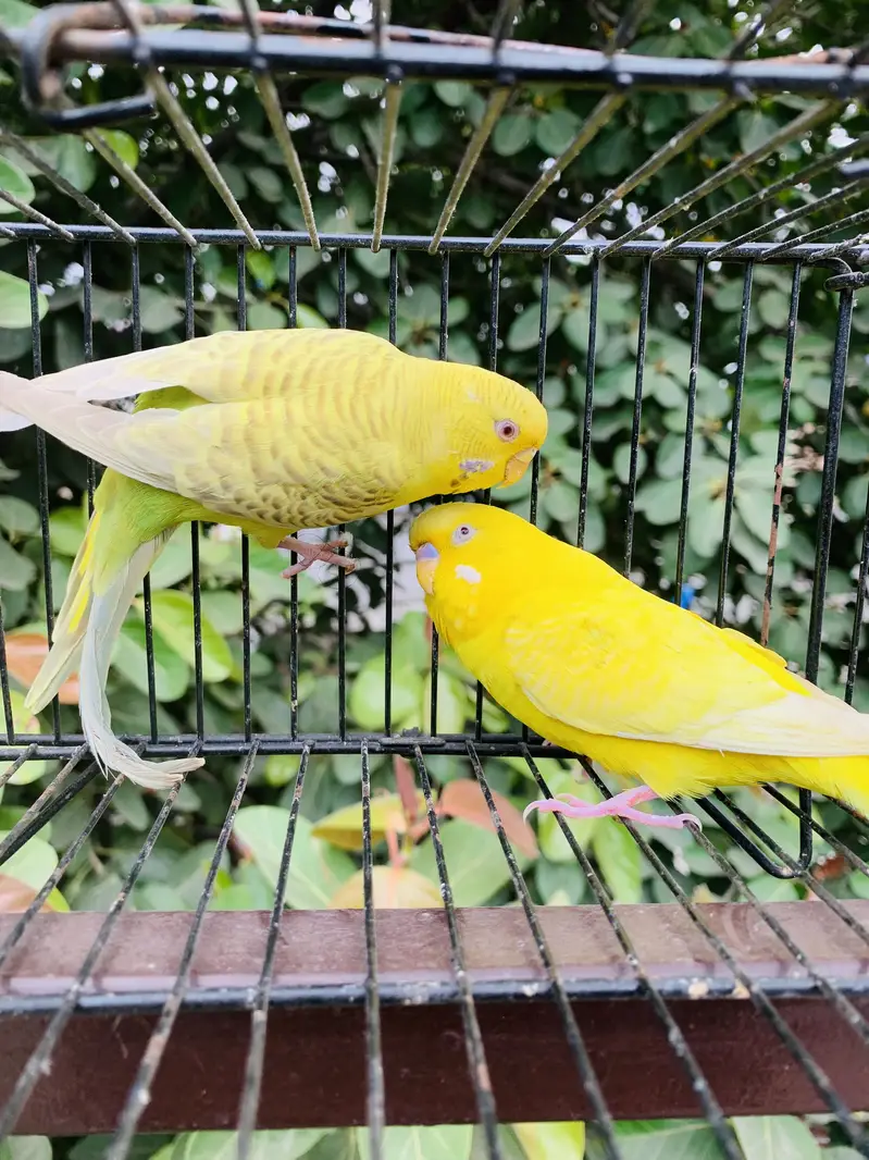 Australian Red Eyes Pair — photo 5