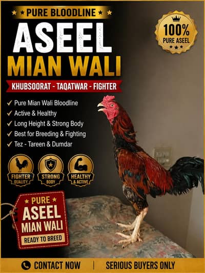 ASEEL MIAN WALI FOR SALE PRICE 10 000