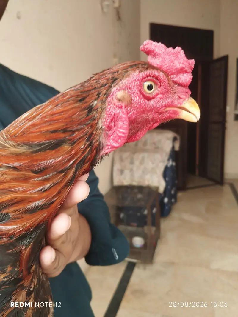 ASEEL MIAN WALI FOR SALE PRICE 10 000 — photo 2