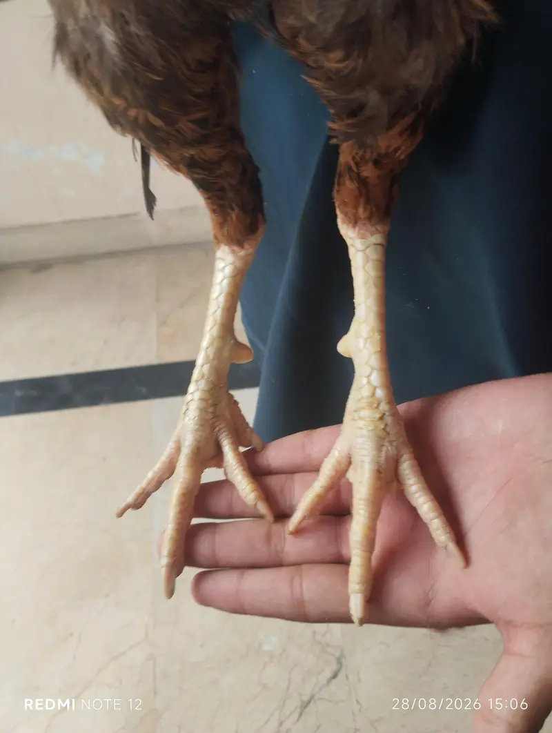 ASEEL MIAN WALI FOR SALE PRICE 10 000 — photo 3