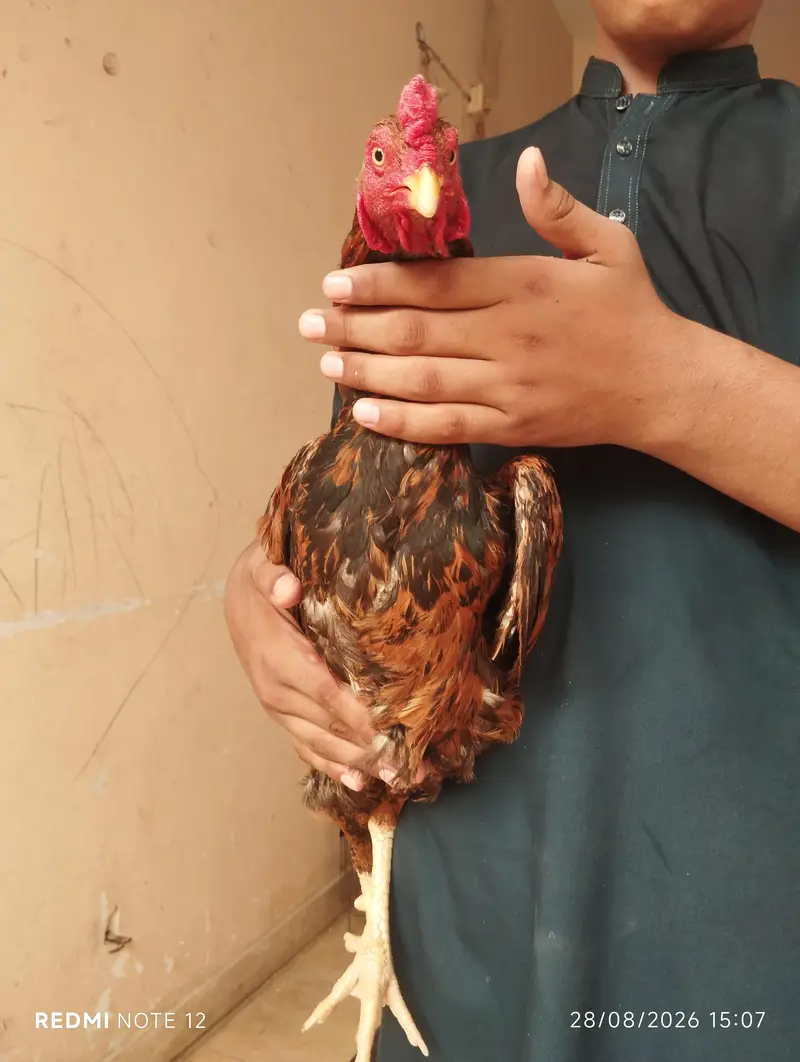 ASEEL MIAN WALI FOR SALE PRICE 10 000 — photo 4