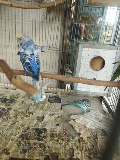All types of budgies available