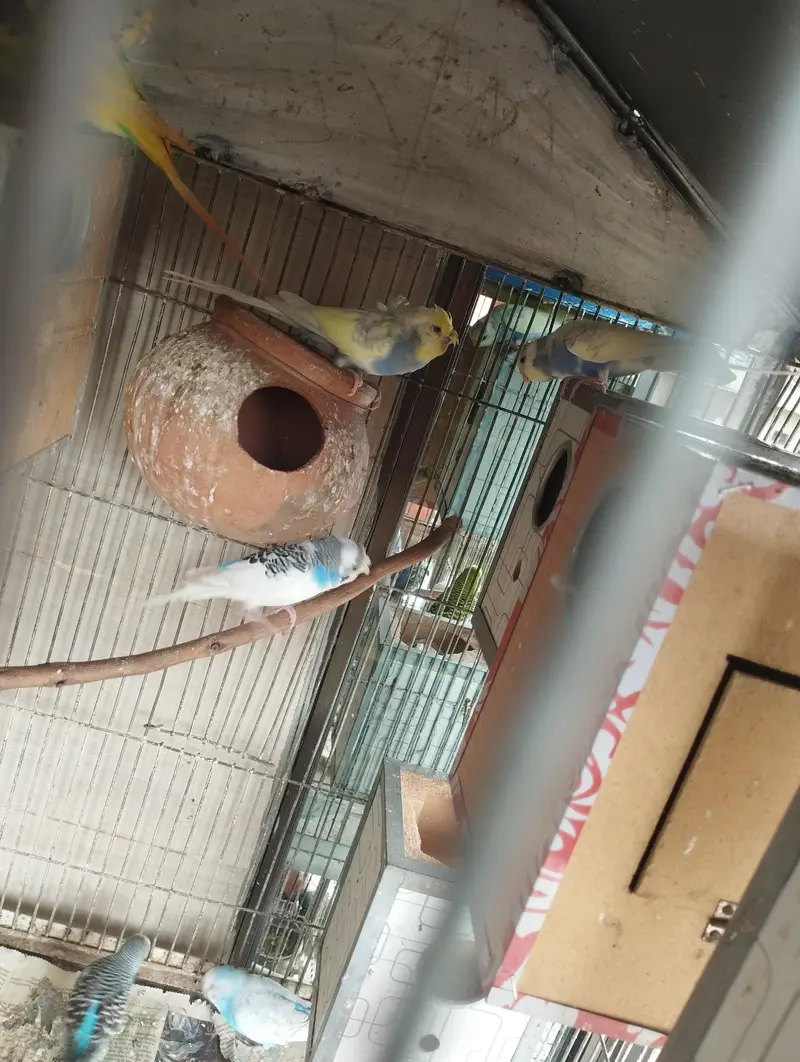 All types of budgies available — photo 2