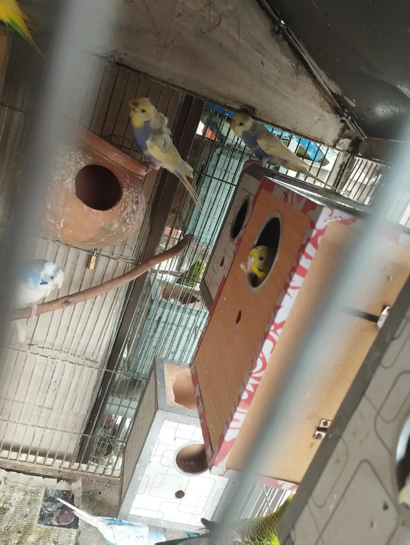 All types of budgies available — photo 3