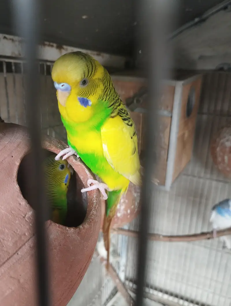 All types of budgies available — photo 4