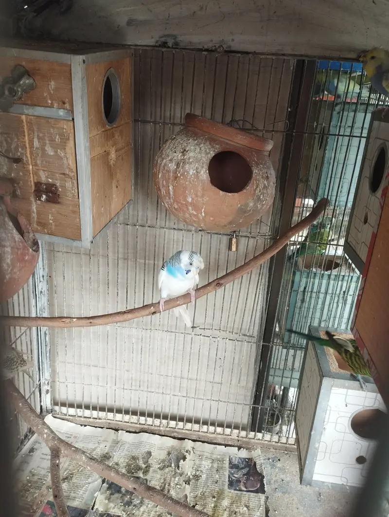 All types of budgies available — photo 5