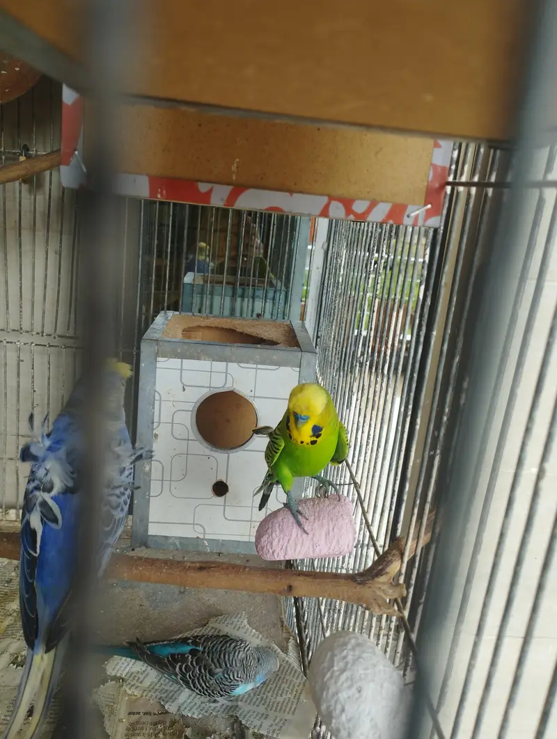 All types of budgies available — photo 6