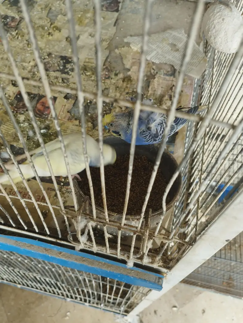 All types of budgies available — photo 7