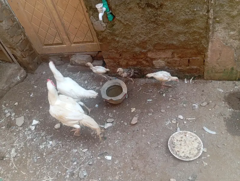 aseel murgha and murghi forsale 3 chuza b ha sath — photo 2