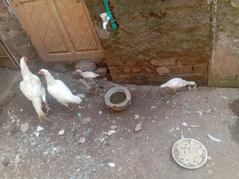 aseel murgha and murghi forsale 3 chuza b ha sath — photo 3