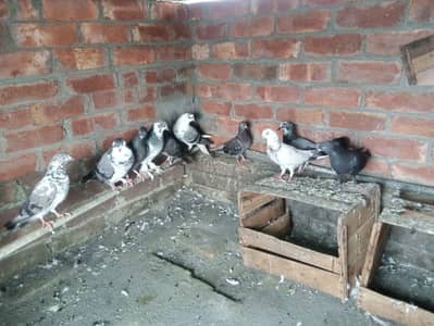 Breeder pairs