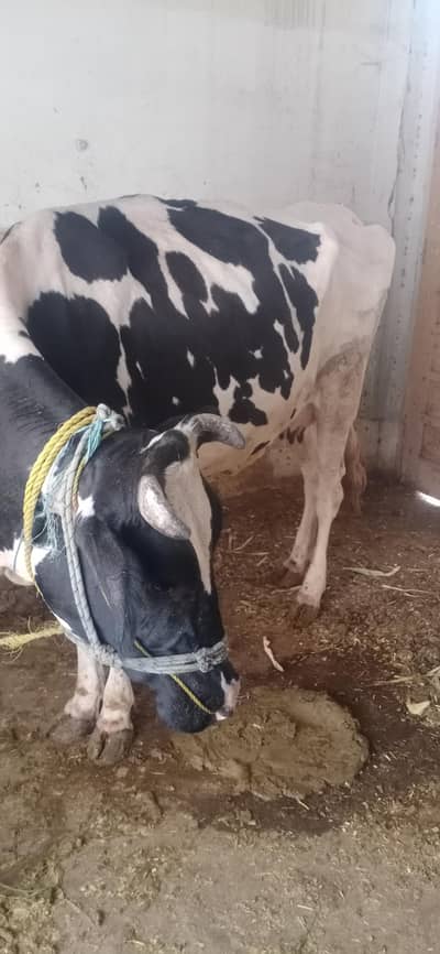 cow With mâle baby