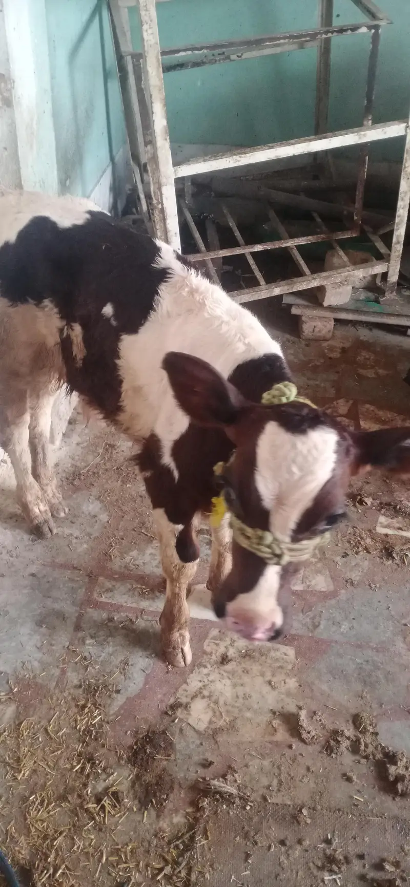 cow With mâle baby — photo 2