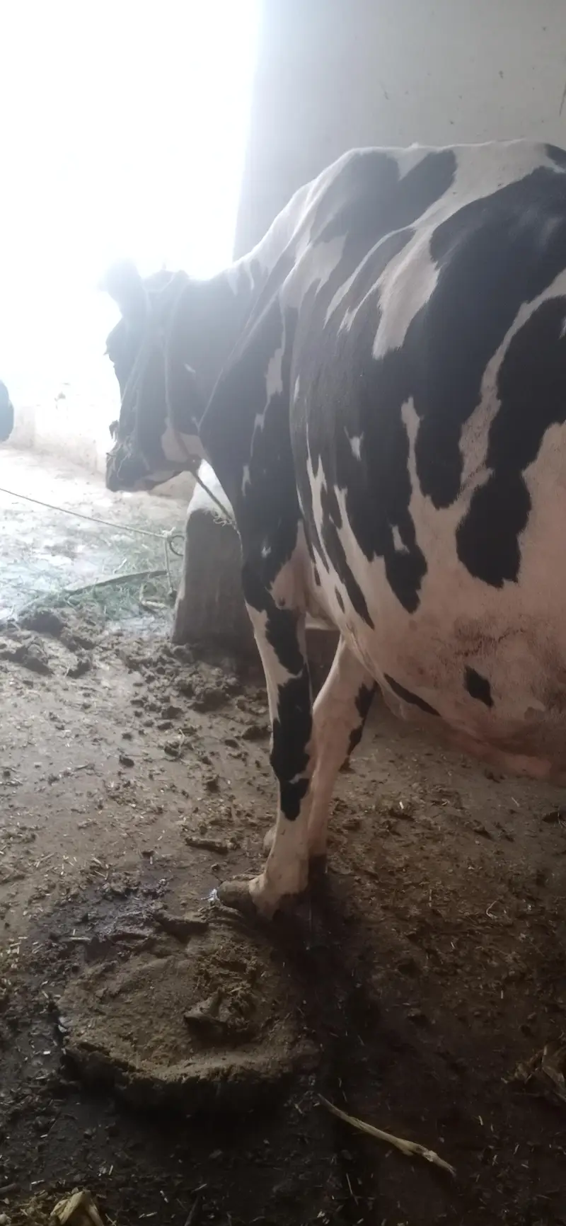 cow With mâle baby — photo 3