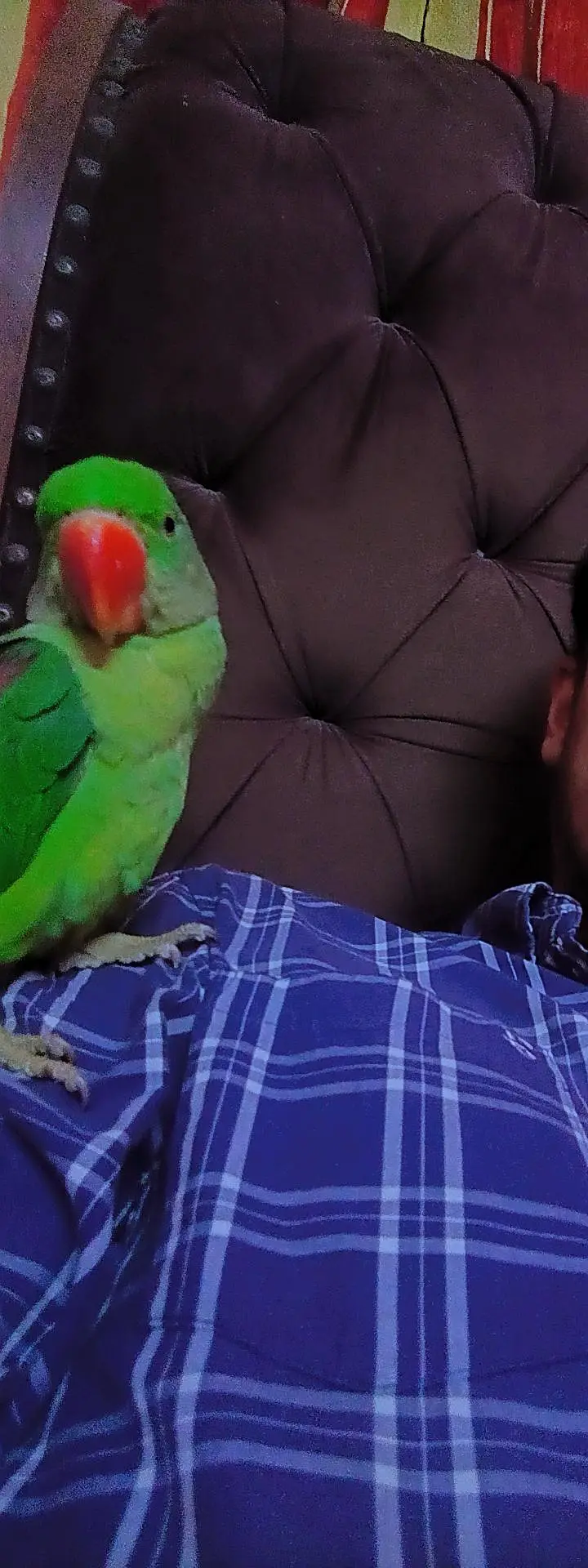 handtame raw parrot — photo 2