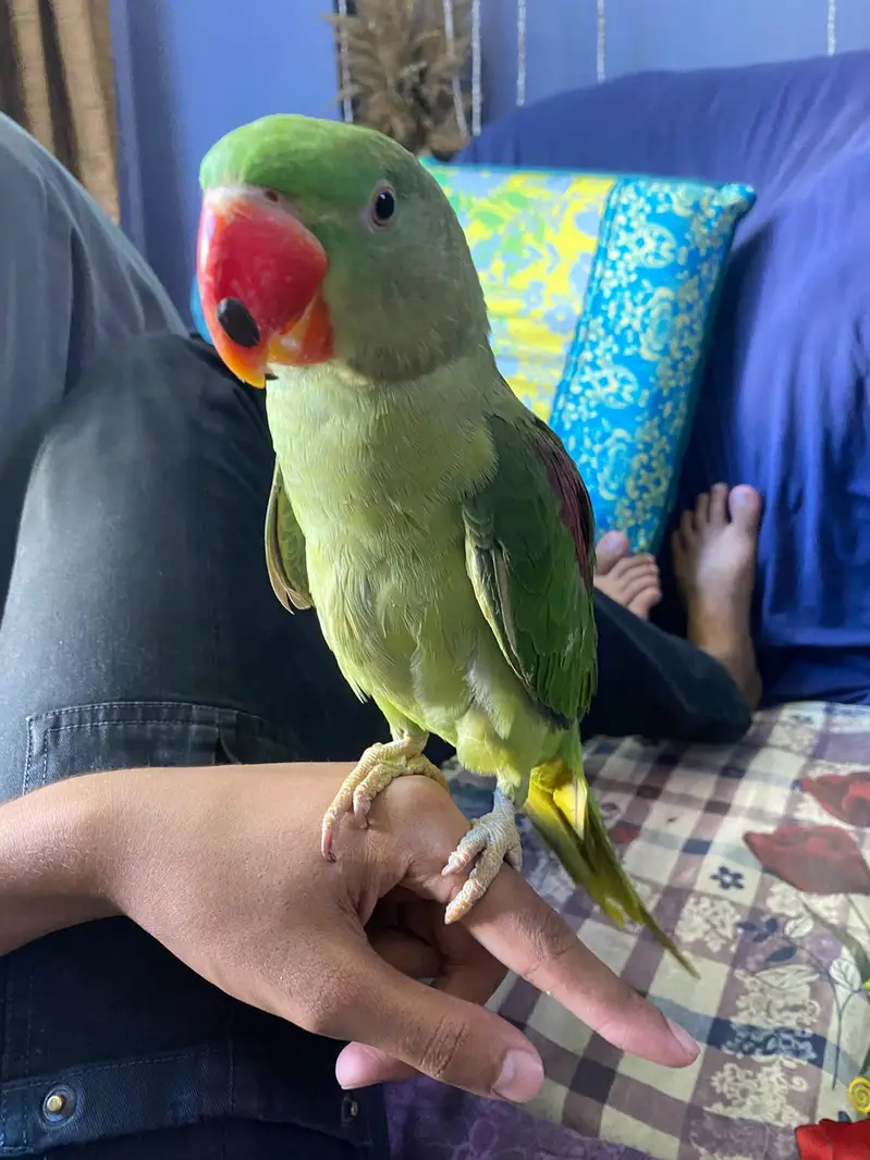 handtame raw parrot — photo 3