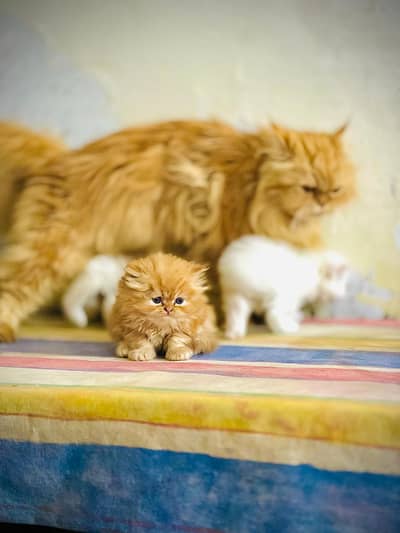 persion triple cited kittens punch face pair are available
