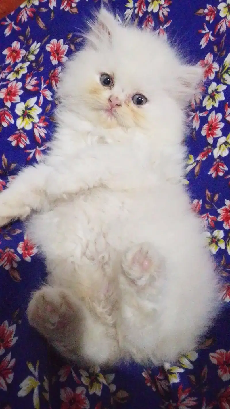 persion triple cited kittens punch face pair are available — photo 3