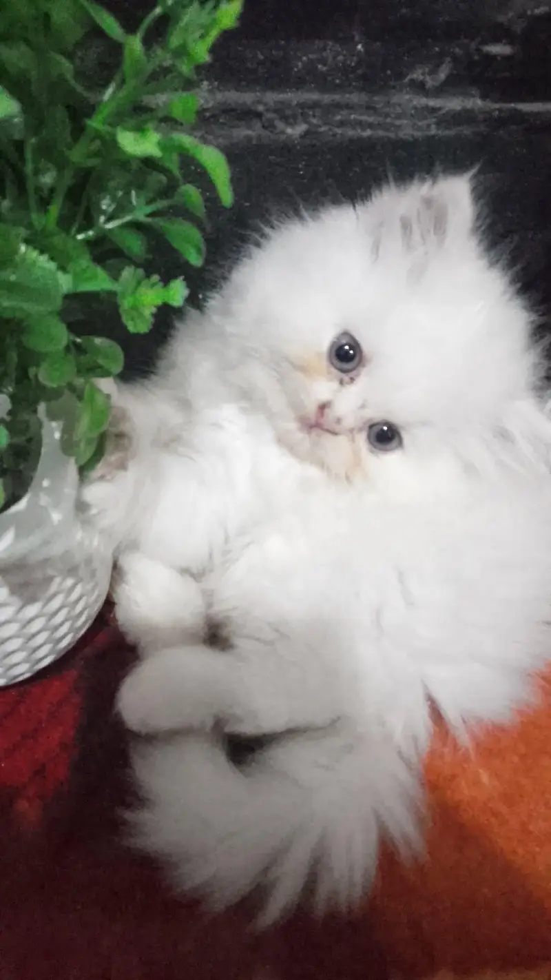 persion triple cited kittens punch face pair are available — photo 4