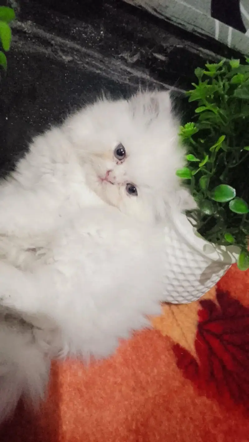 persion triple cited kittens punch face pair are available — photo 5