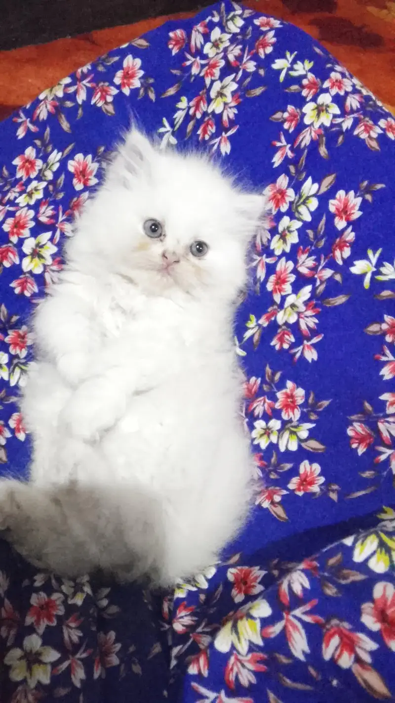 persion triple cited kittens punch face pair are available — photo 6