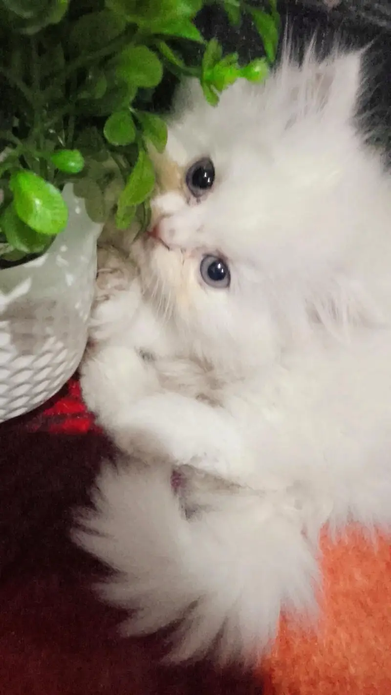 persion triple cited kittens punch face pair are available — photo 7