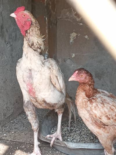 mianwali aseel pair for sale