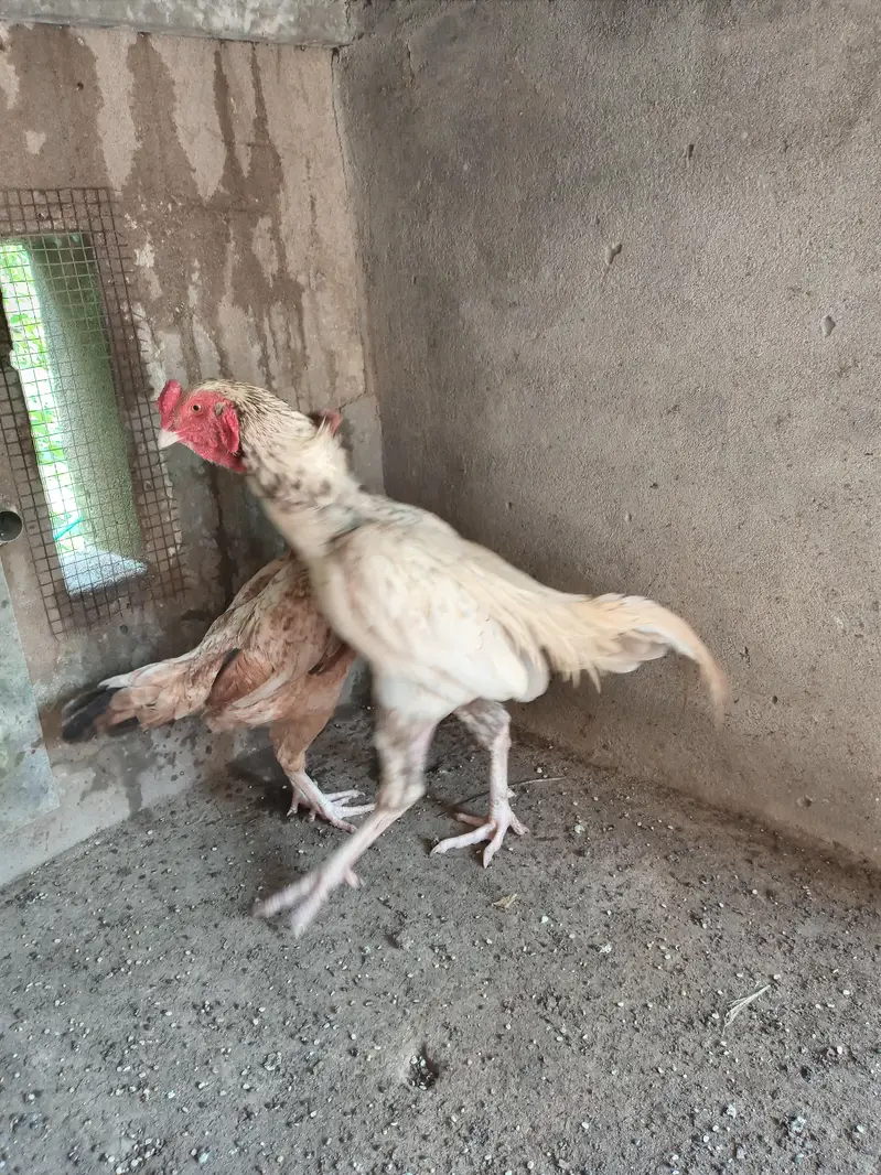 mianwali aseel pair for sale — photo 2