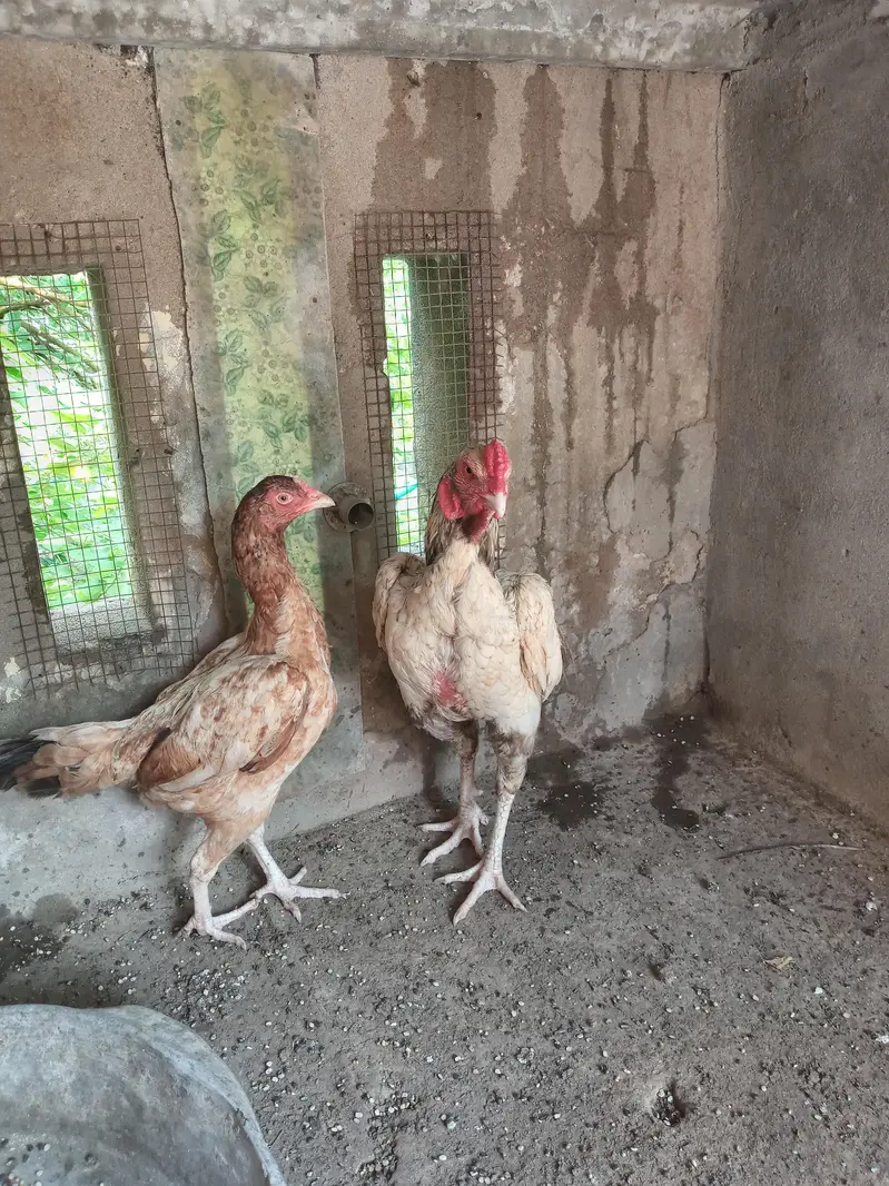 mianwali aseel pair for sale — photo 3