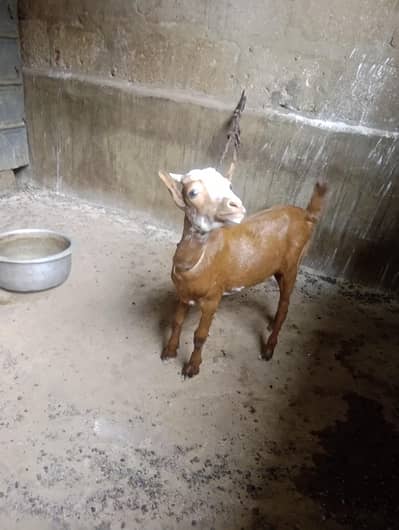 teddy female 03002417120