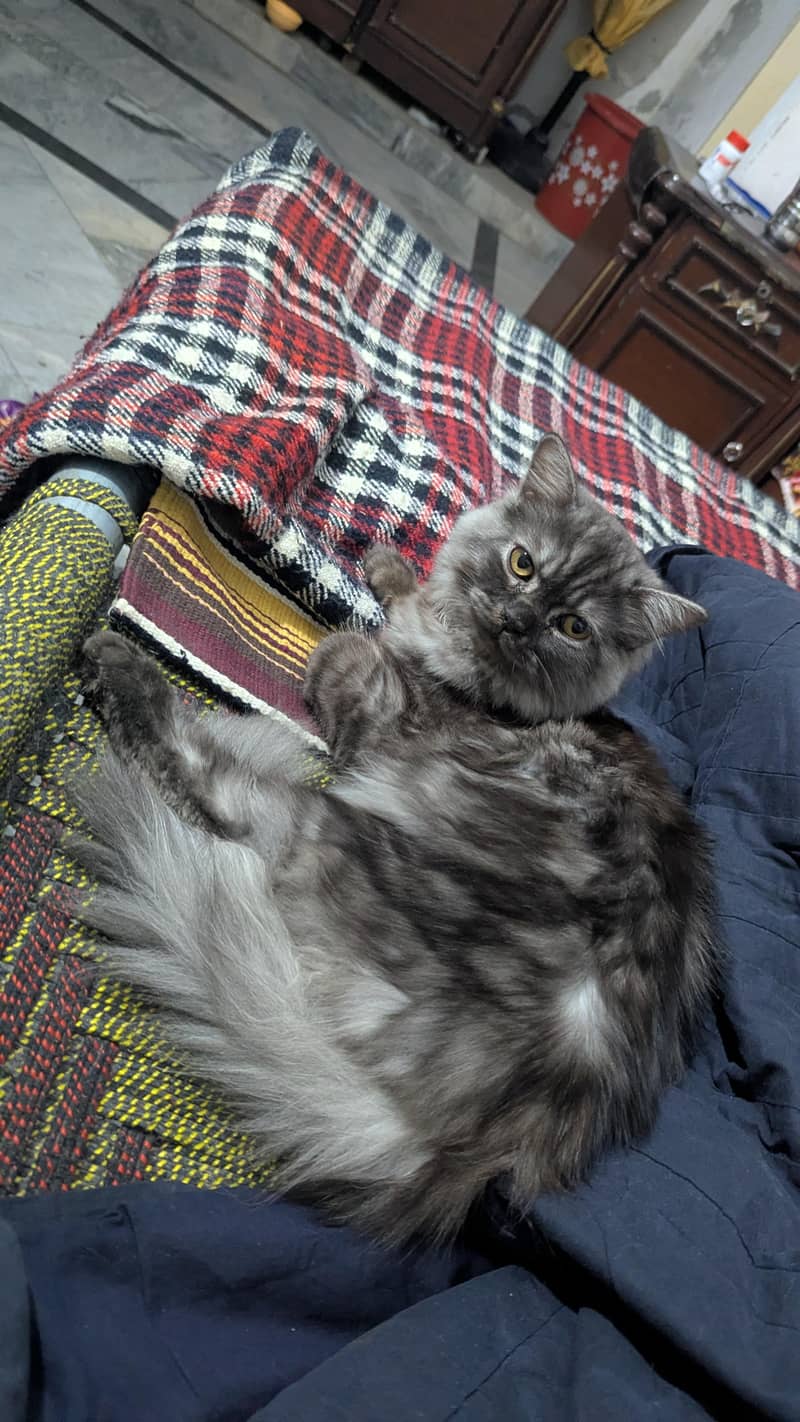 percian cat triple code 0