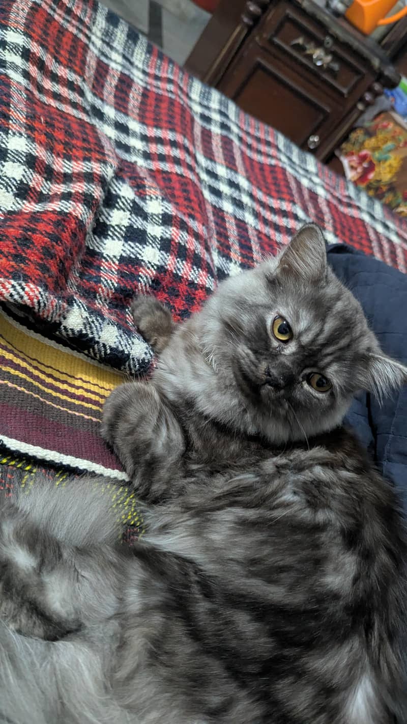 percian cat triple code 1