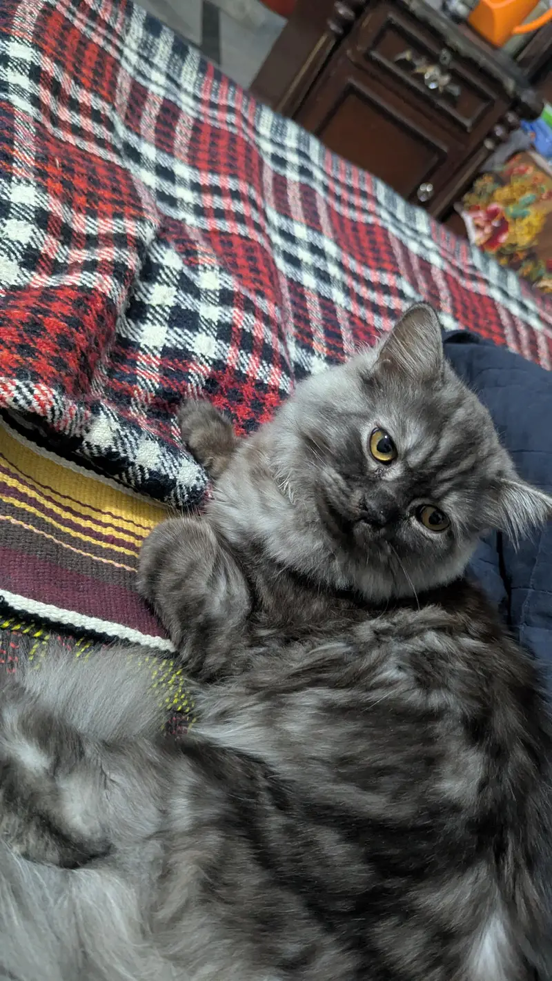 percian cat triple code — photo 2