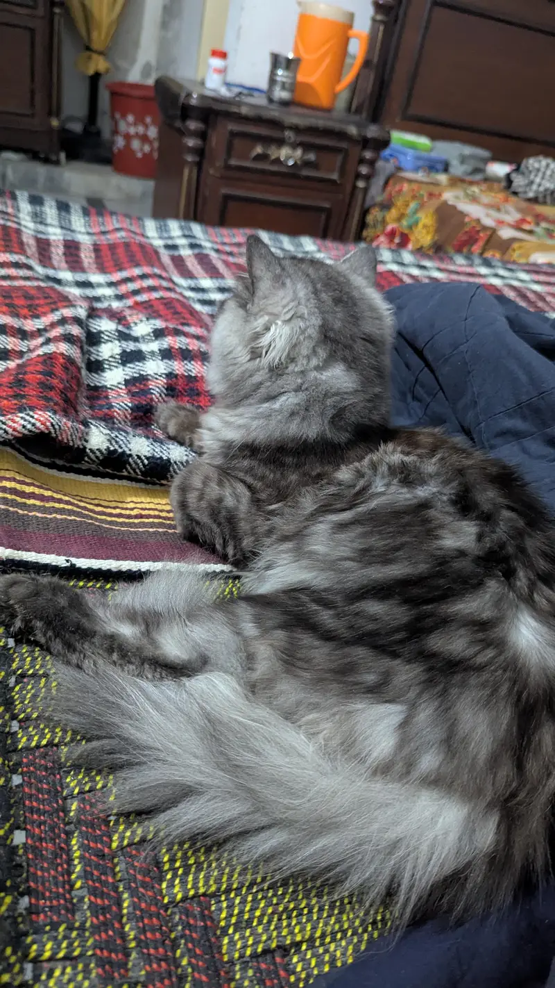 percian cat triple code — photo 3