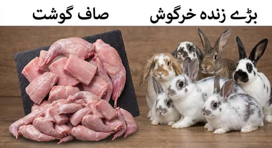 Rabbit for sale 03002237358