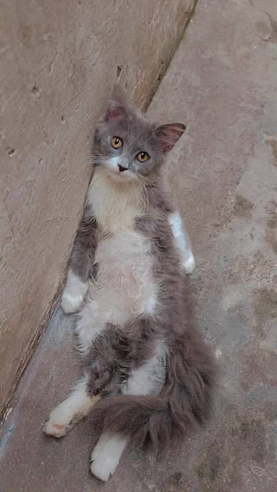 A beautiful Persian cat look like doll is for sell.