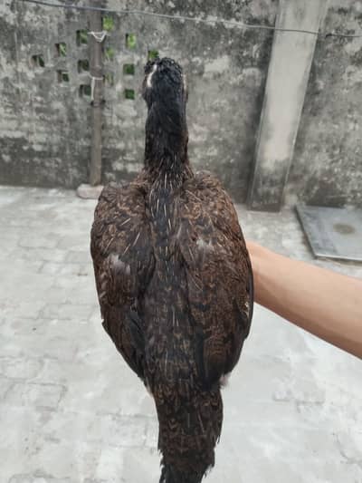 Best Quality Bird