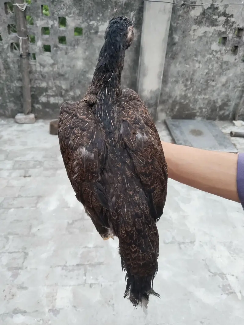Best Quality Bird — photo 2