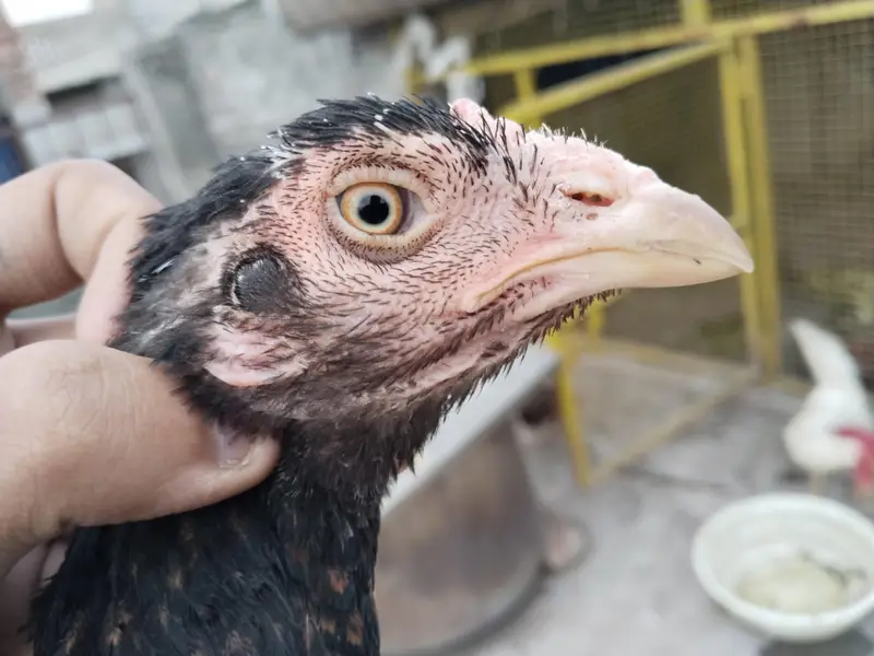 Best Quality Bird — photo 4