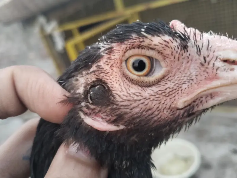 Best Quality Bird — photo 5
