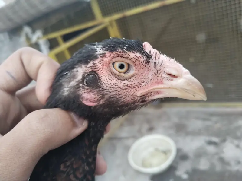 Best Quality Bird — photo 6