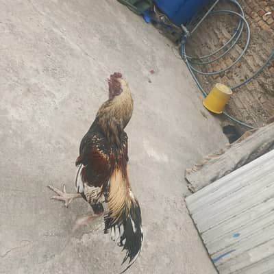 I'm selling aseel breeder healthy and active.