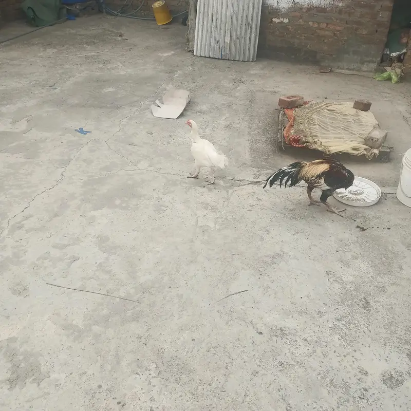 I'm selling aseel breeder healthy and active. — photo 3