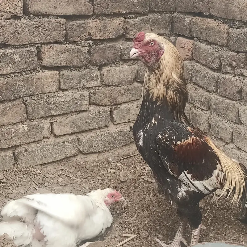 I'm selling aseel breeder healthy and active. — photo 4